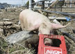 지진·쓰나미 속에서살아남은 돼지