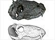 공룡 이전 괴수 두개골 화석 발견