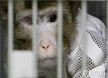 국내 첫 돼지 장기이식받은 원숭이